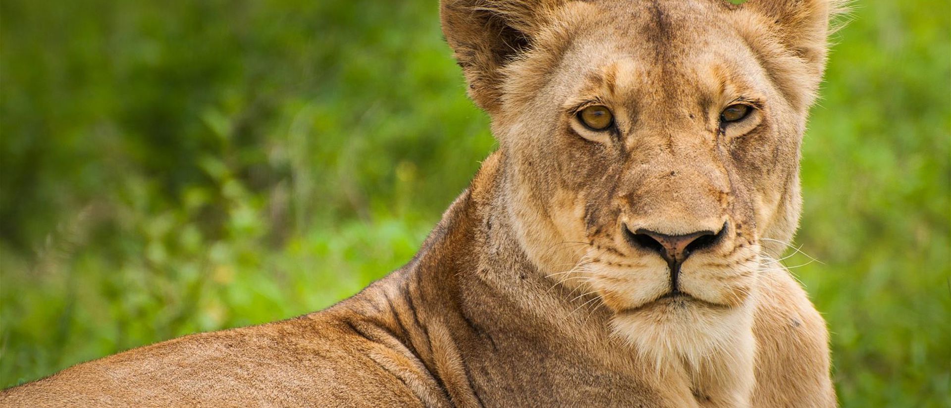 Pic: https://bigcatfacts.net/