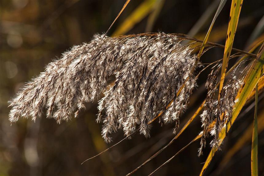 The Common Reed