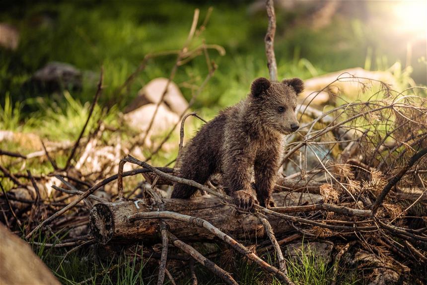 A bear cub