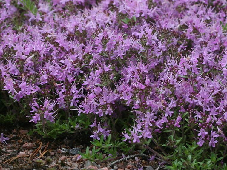 violetteja kukkia