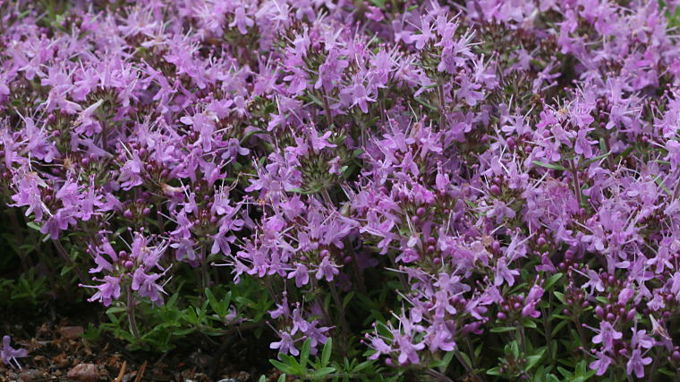 violetteja kukkia