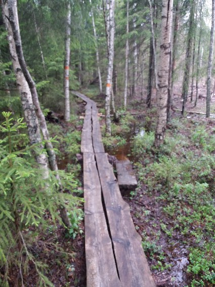 a path in a forest