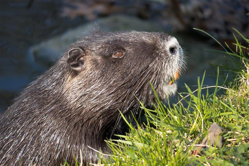 a beaver