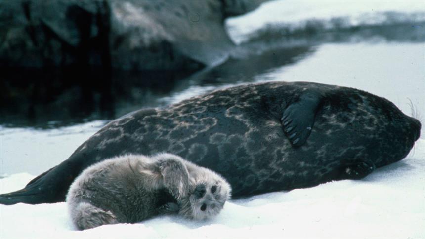 A saimaa ringed seal