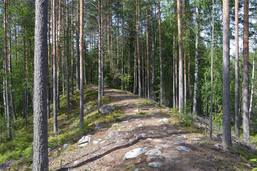 Ollinpolku trail in a forest