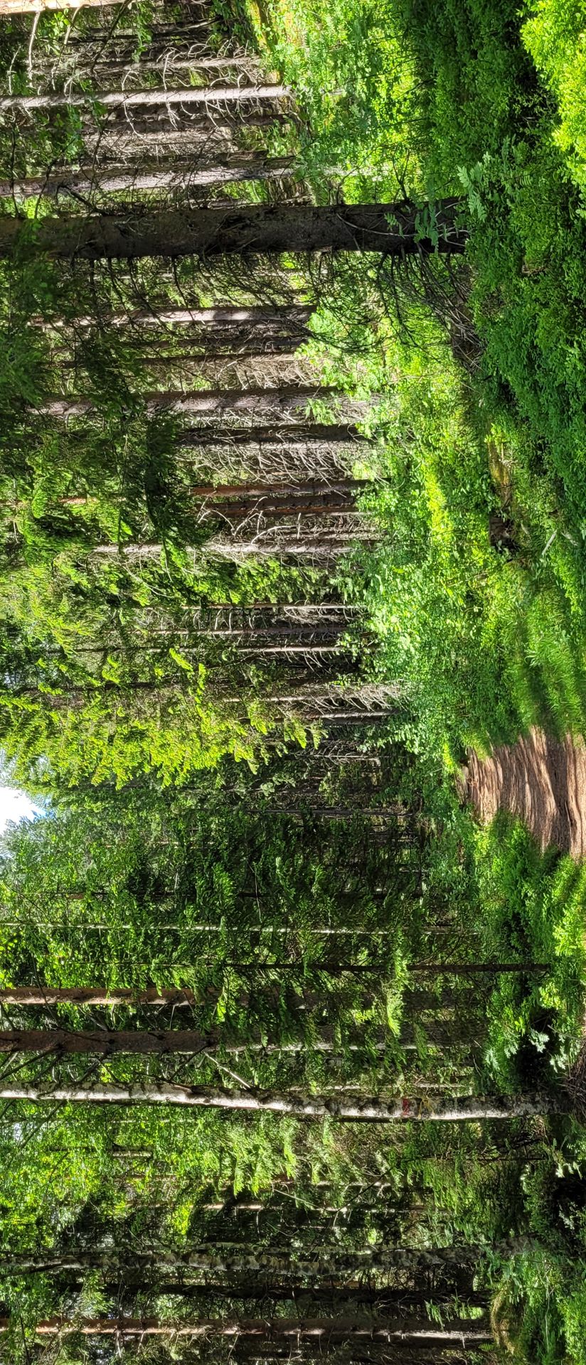 Kummakivi trail in the forest